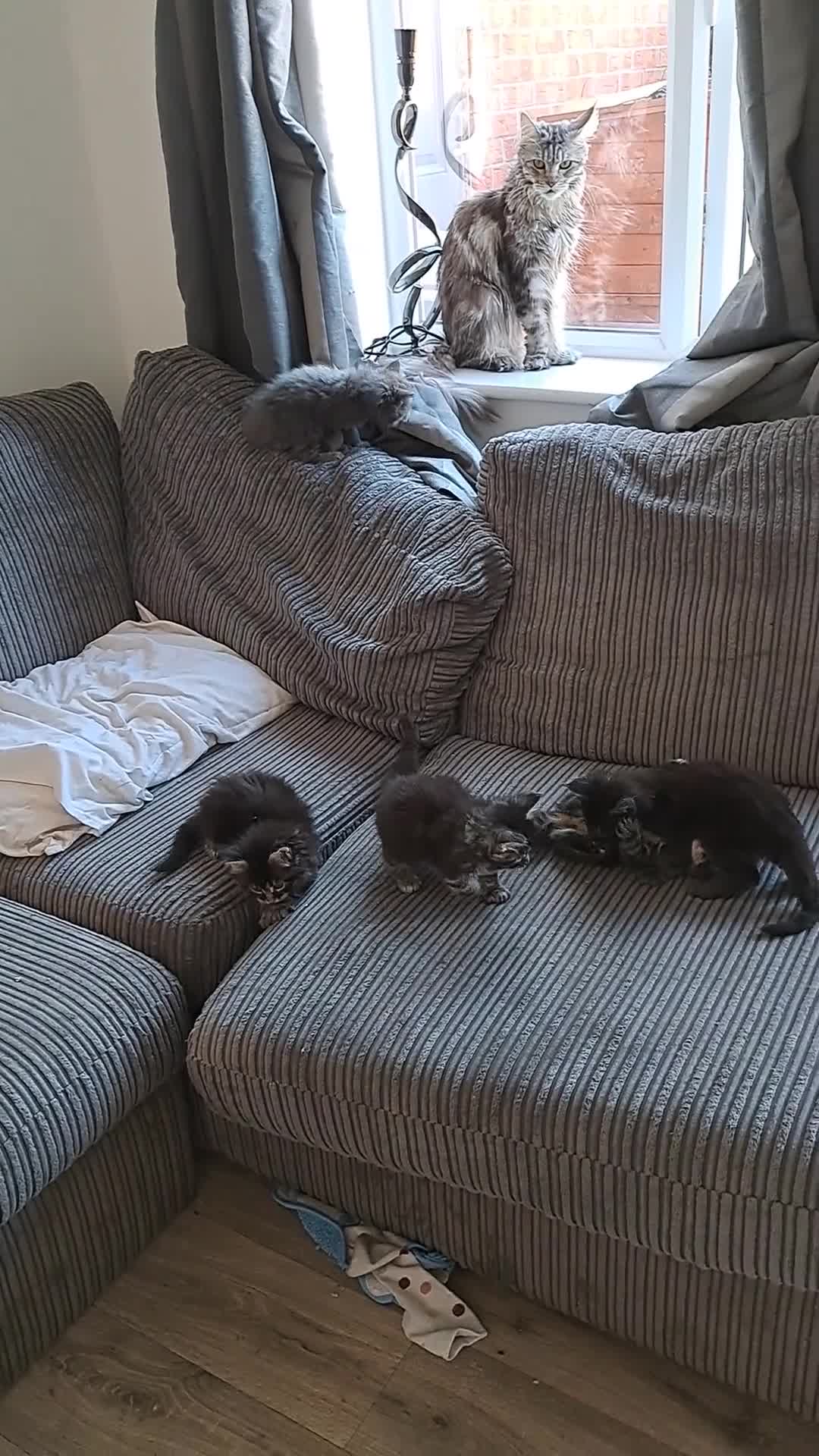 Maine Coon cats for sale: Pedigree mainecoon kittens in Newark - Video 1