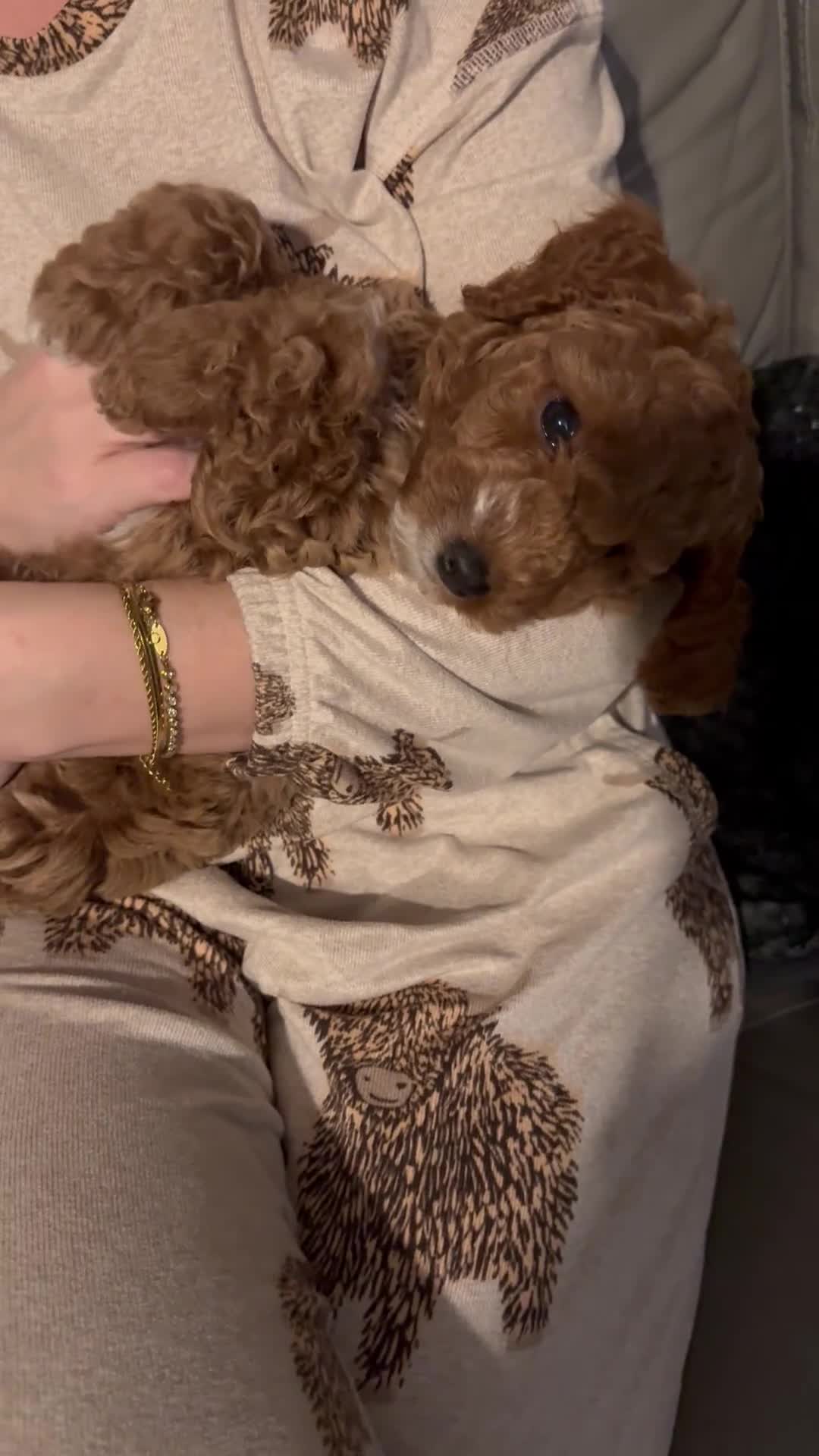 Cockapoo dogs for sale: Red Cockapoo girls Fb2 ready 12/1/26 - Video 1