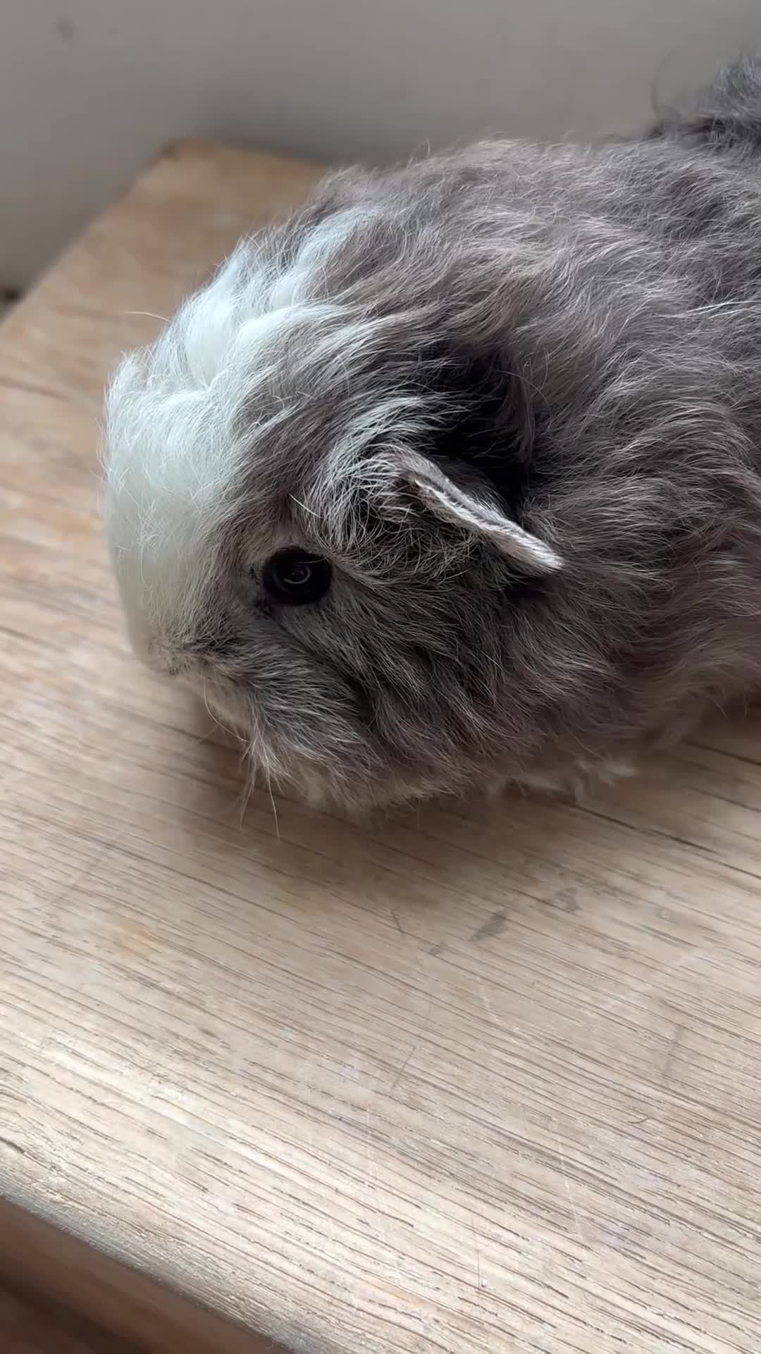 Guinea Pig rodents for sale: Proven Swiss Boar 9 months and son - Video 3