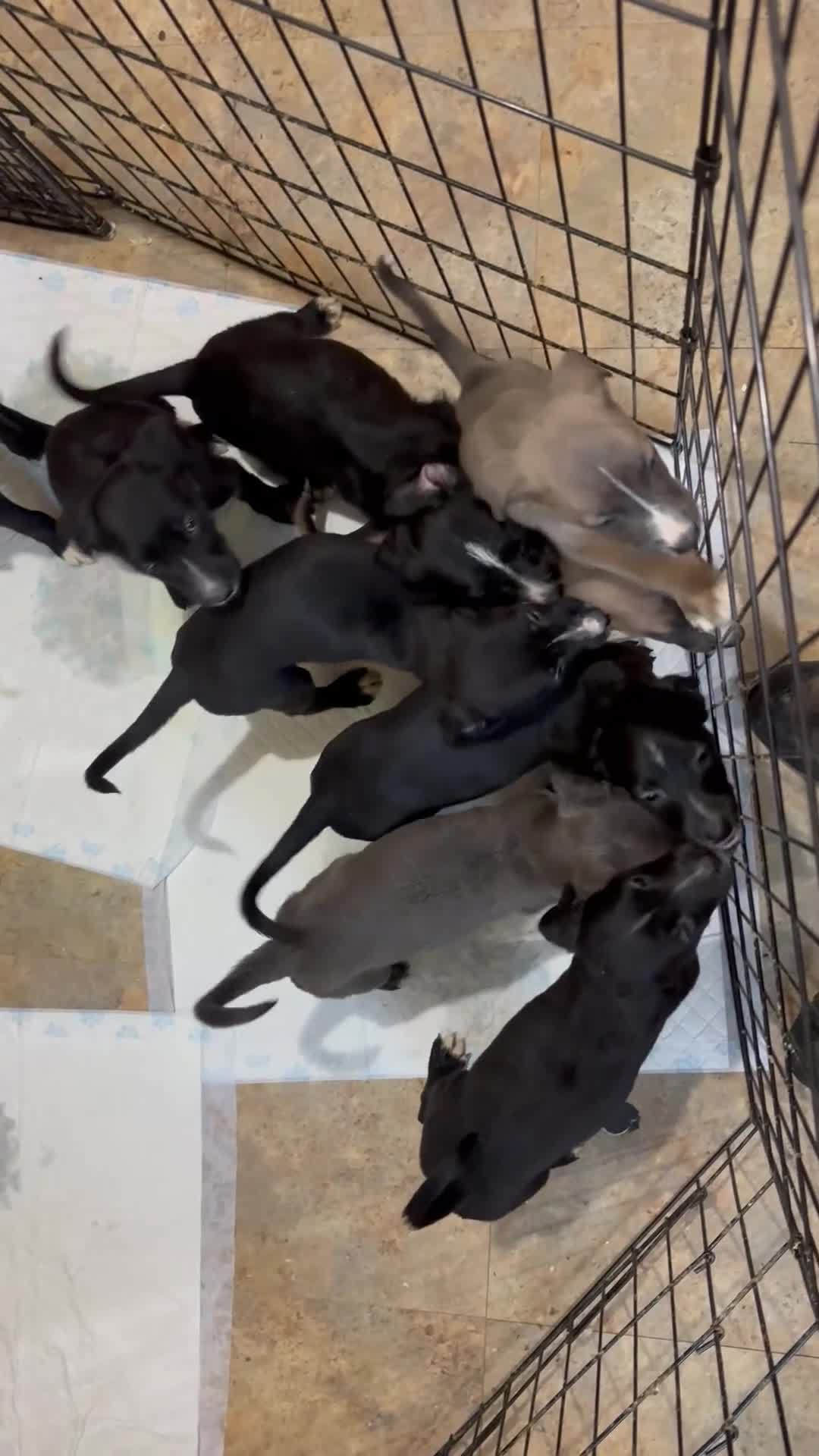 Lurcher dogs for sale: Lurcher  - Video 1