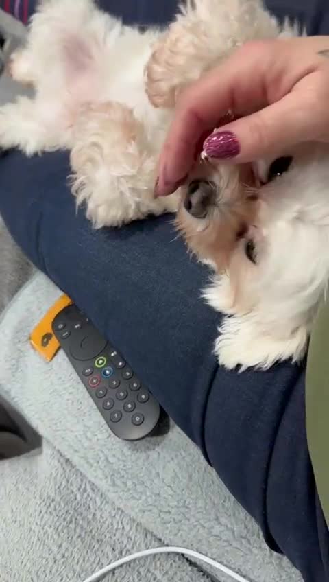 Maltese dogs for adoption: Meet Milo – a Lovely little Boy for a  Loving Home - Video 1