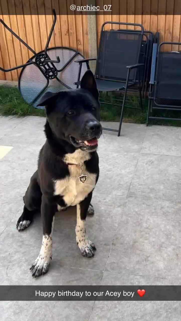 Mixed Breed dogs for sale: Akita male - Video 1