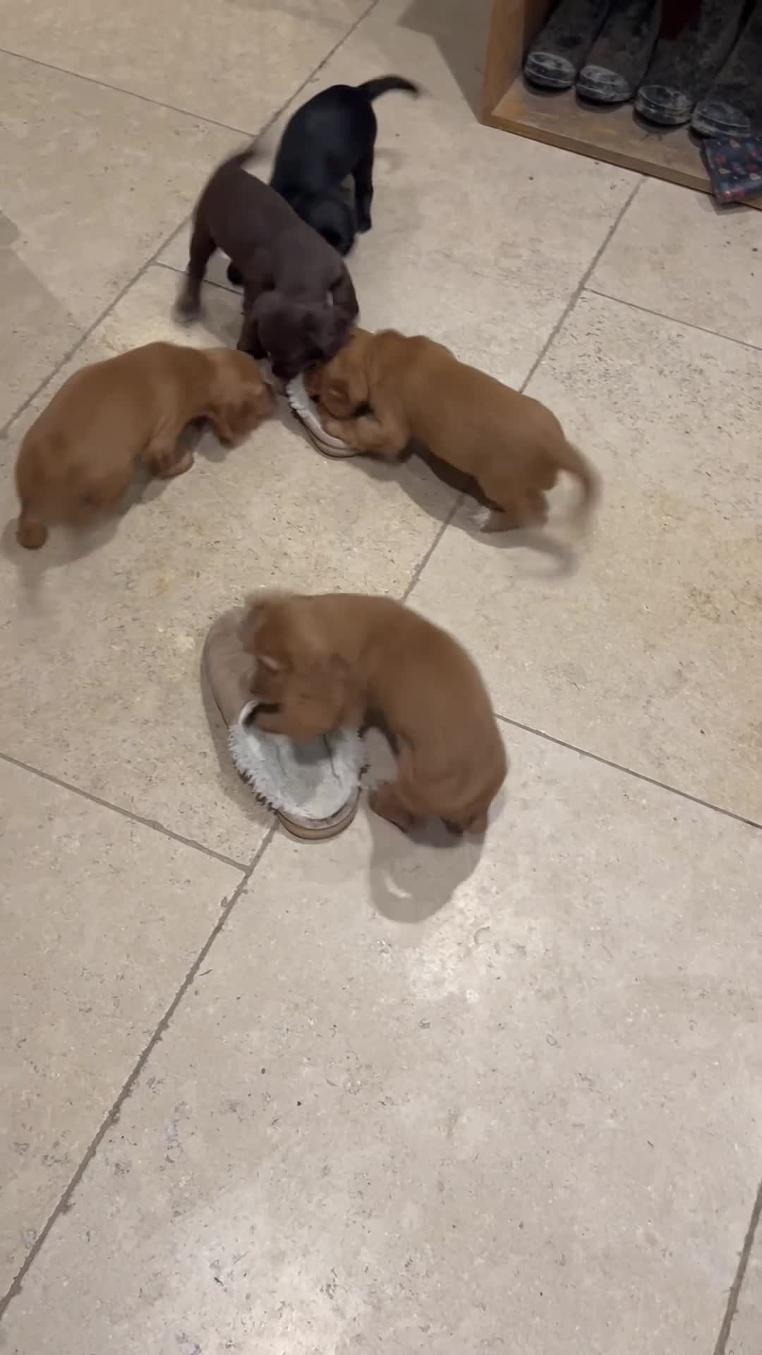 Cocker Spaniel dogs for sale: Beautiful KC registered Cocker Spaniel puppies - Video 2