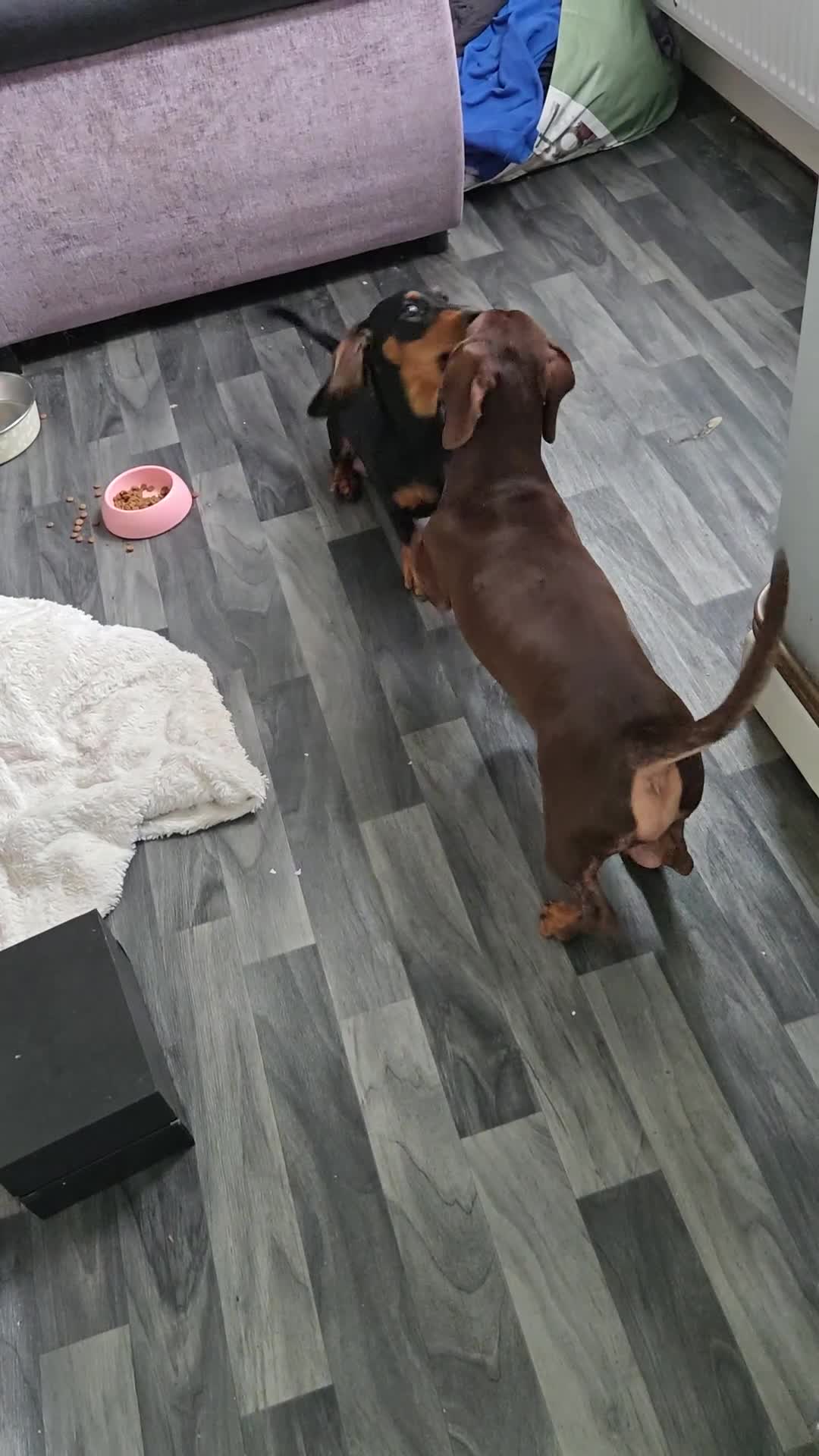 Miniature Dachshund dogs for sale: Miniature dacshund pups for sale - Video 3