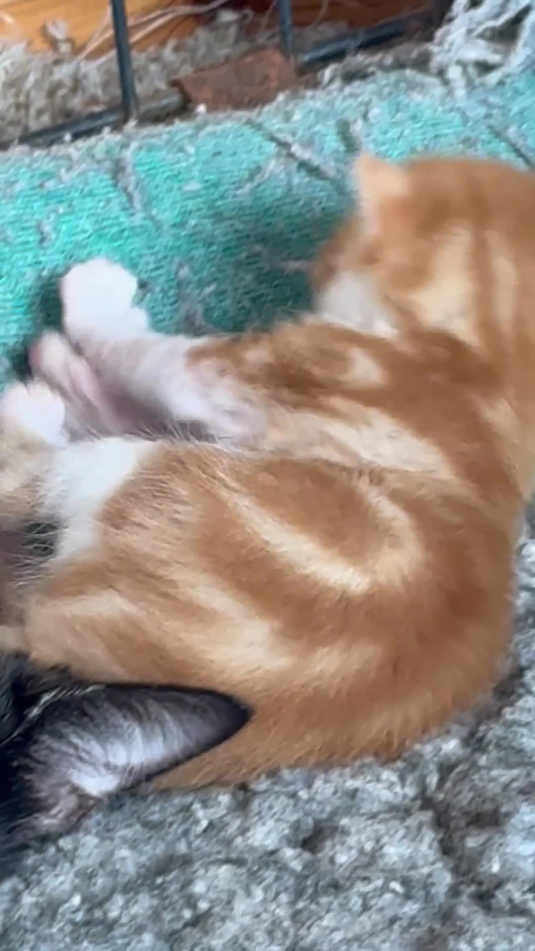 Mixed Breed cats for sale: Kittens - Video 1