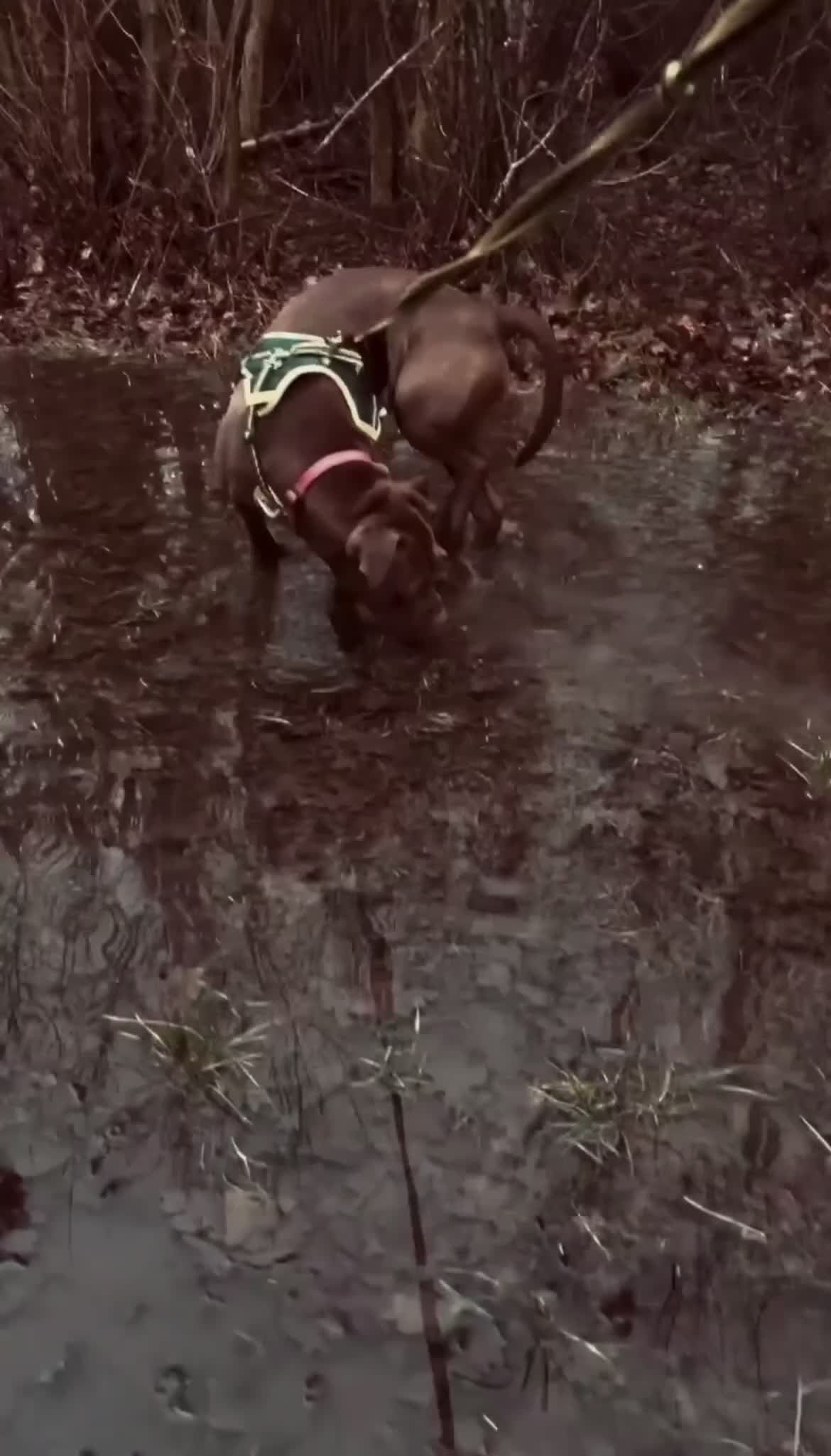 Mixed Breed dogs for sale: Luna staffylab - Video 1