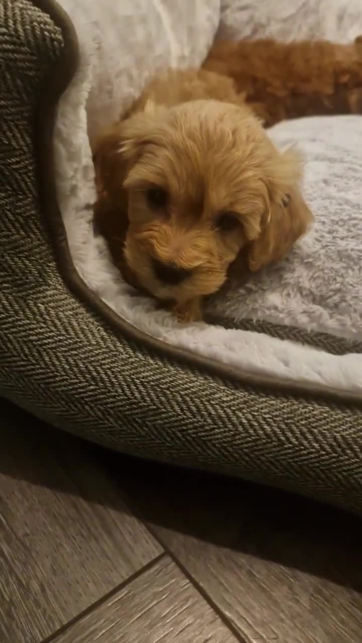 Mixed Breed dogs for sale: 6 red maltipoos - Video 2