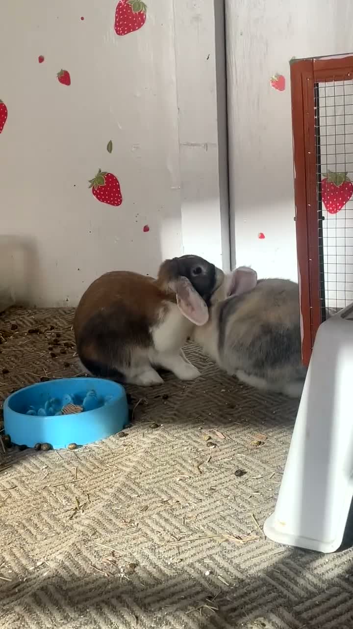 French Lop rabbits for sale: Looking to rehome my female lop rabbit - Video 3