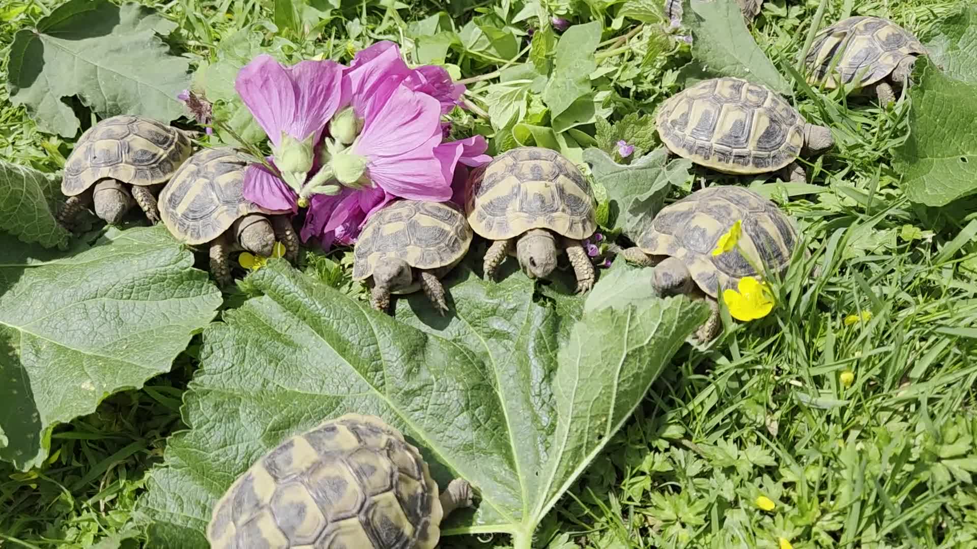 Hermann Tortoise reptiles for sale: Hermanns tortoises. 1 year old with article 10 - Video 1