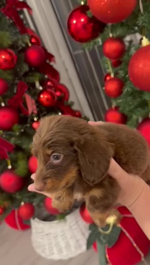 Miniature Dachshund dogs for sale: All RESVERD - Video 1