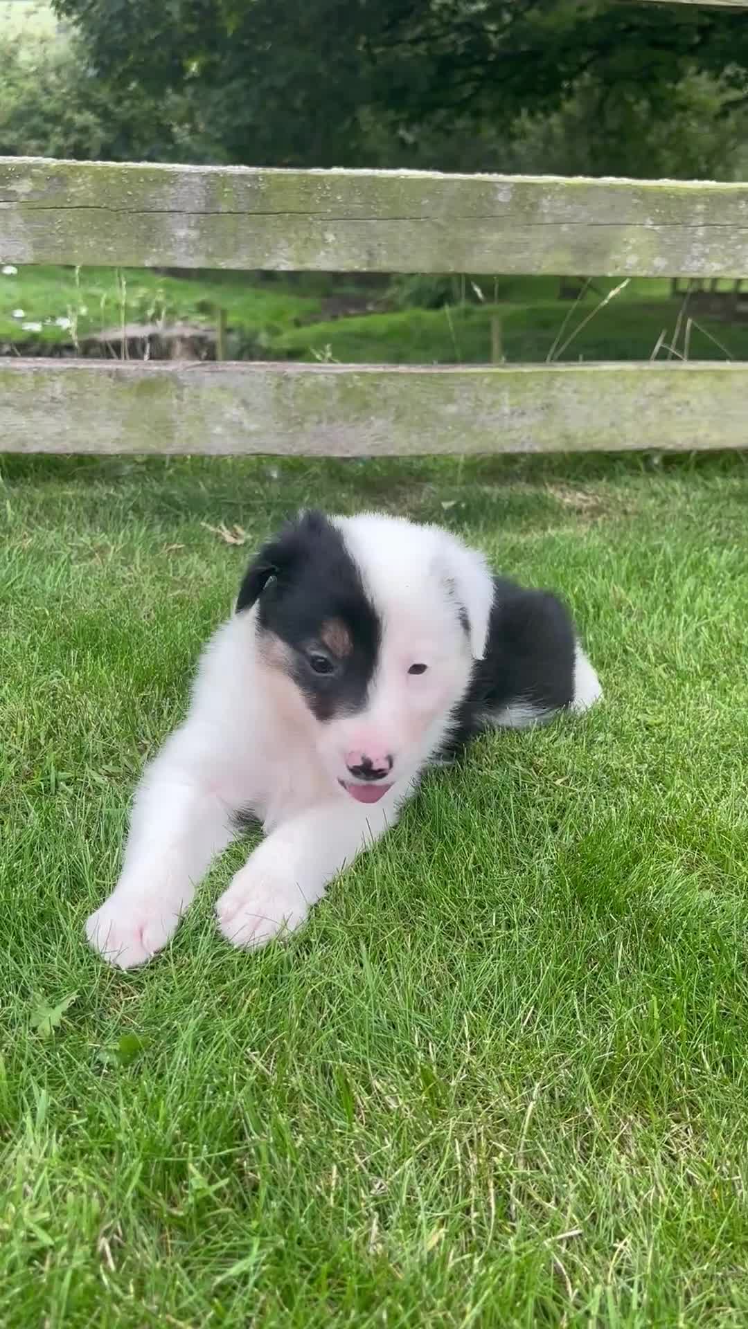 Border Collie dogs for sale: Beautiful Border Collie pups for sale  - Video 1