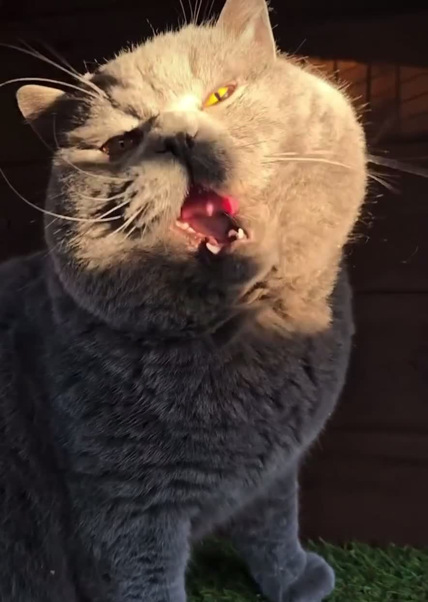 British Shorthair cats for stud: 👑 BRITISH SHORTHAIR STUD SERVICE AVAILABLE 👑 - Video 3
