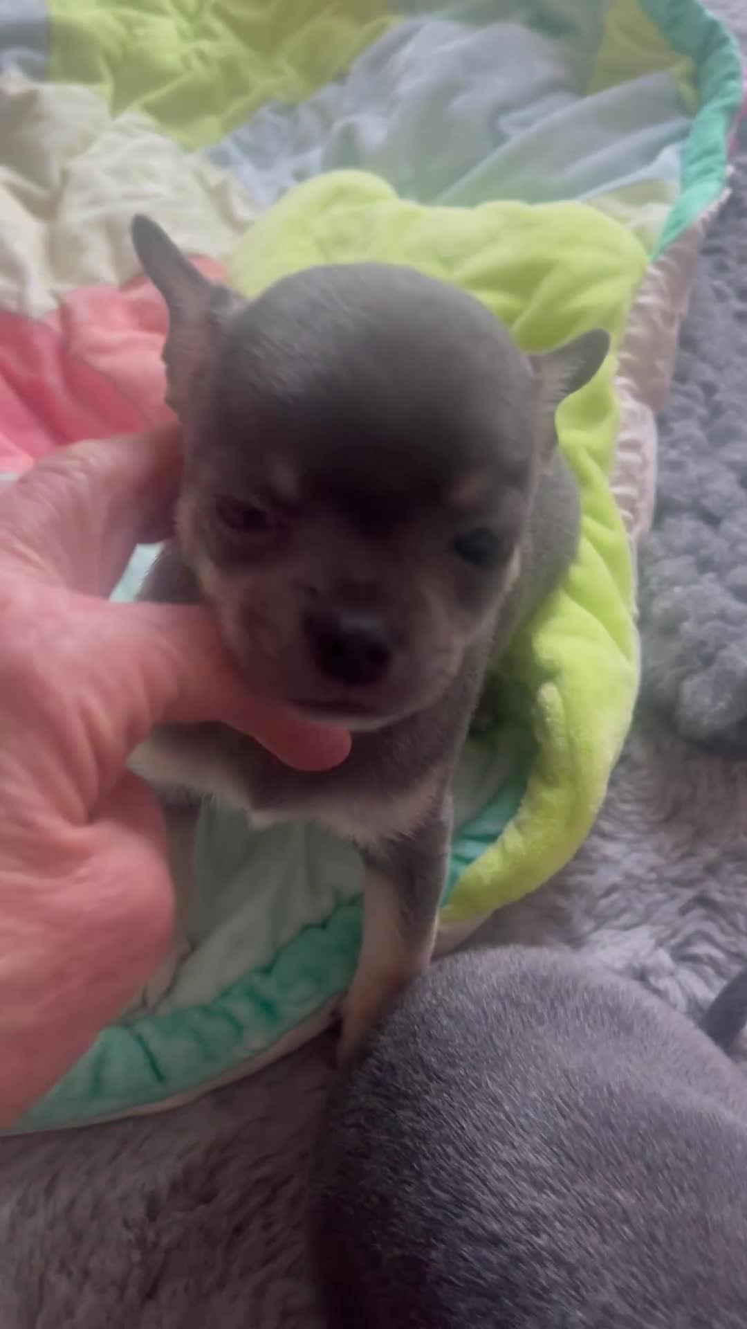 Chihuahua dogs for sale: Purebred chihuahua puppies - Video 1