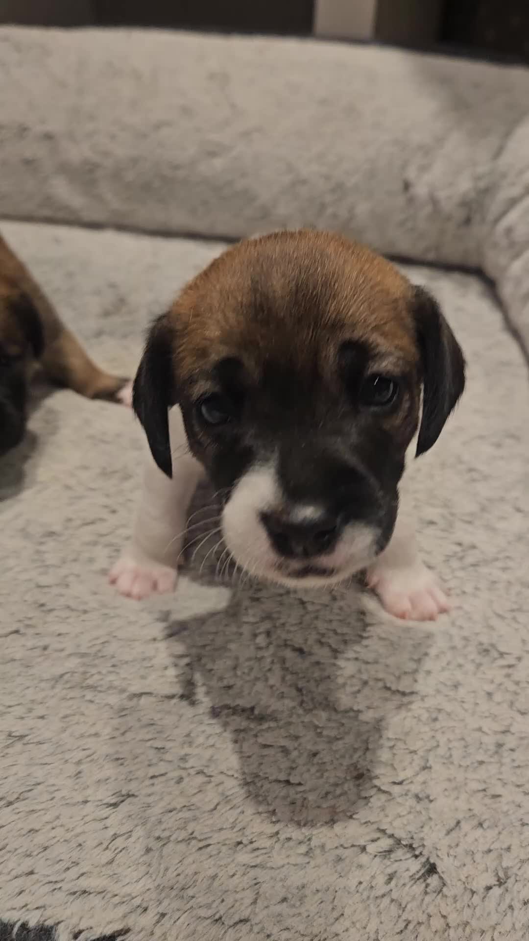 Jack Russell dogs for sale: Beautiful JRT pups - Video 1