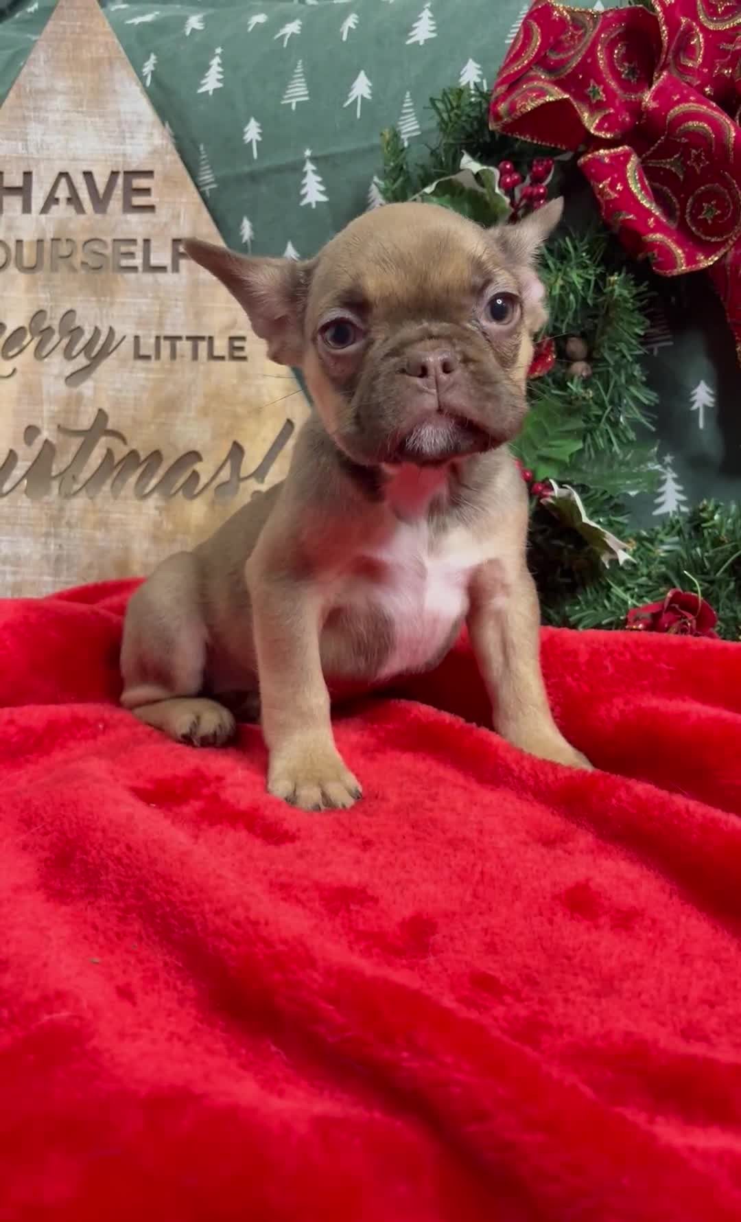 French Bulldog dogs for sale: French Bulldog Gorgeous Colours Available - Video 2