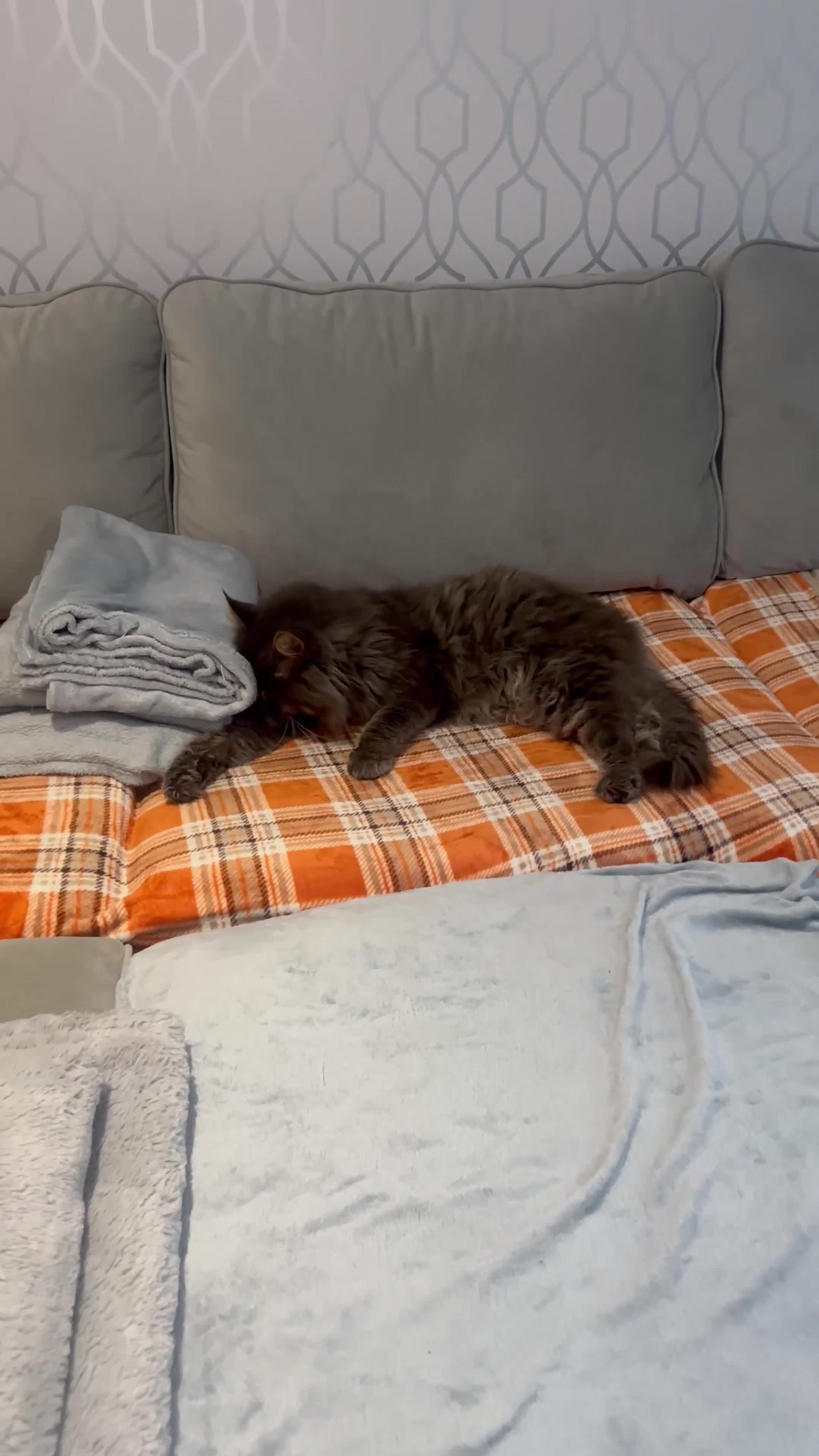 Maine Coon cats for stud: HUGE TICA Active Championship male stud - Video 2