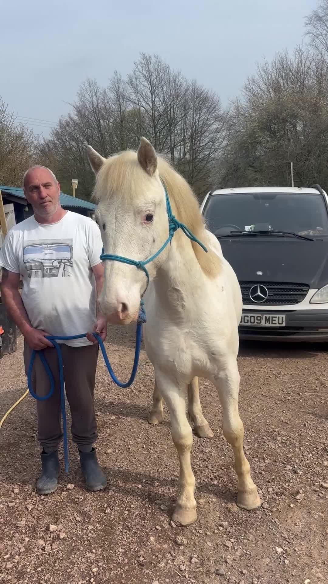 Appaloosa horses for sale: 2 Year old Gelding for sale - Video 2
