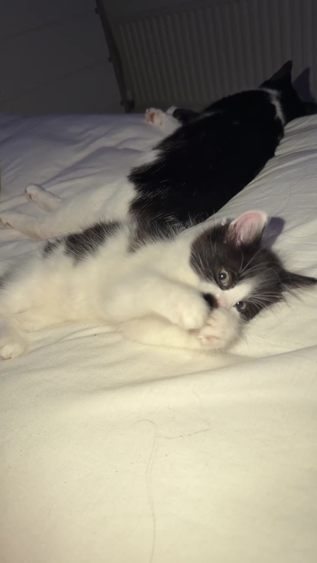Mixed Breed cats for sale: Gorgeous fluffy kitten for sale.  - Video 1