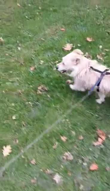 Mixed Breed dogs for adoption: Miss Luna - Video 1