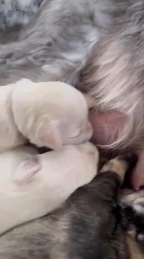 Miniature Schnauzer dogs for sale: 5*KC MINIATURE SCHNAUZER PUPPIES  - Video 1