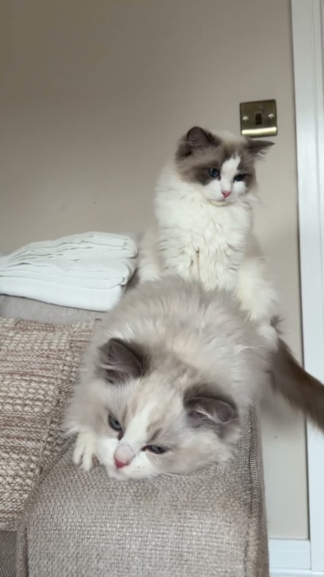 Ragdoll cats for sale: 🏆 RAGDOLL KITTENS 🏆 SHOW QUALITY  - Video 2