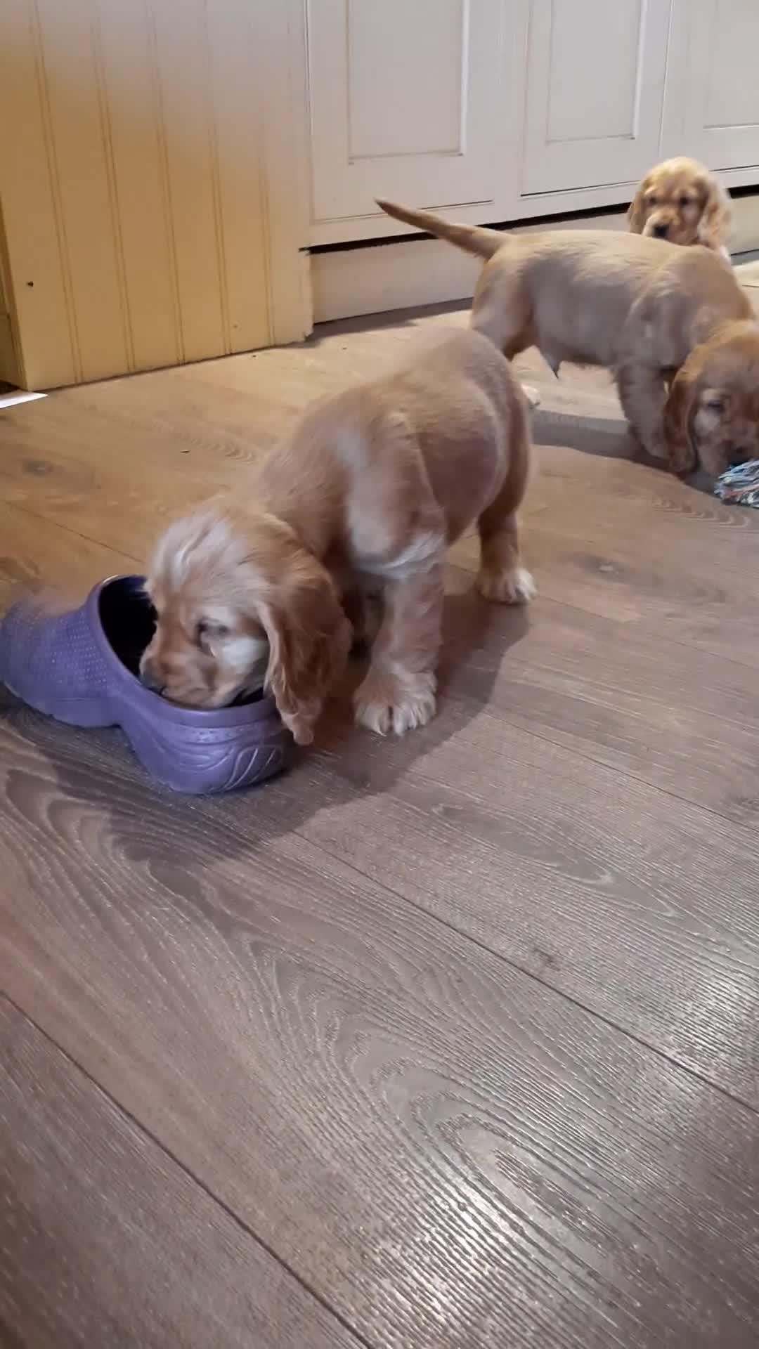 Cocker Spaniel dogs for sale: Cocker spaniel  - Video 1