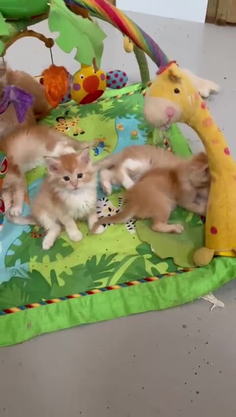 Maine Coon cats for sale: Red Maine coon female kittens, TICA reg - Video 1