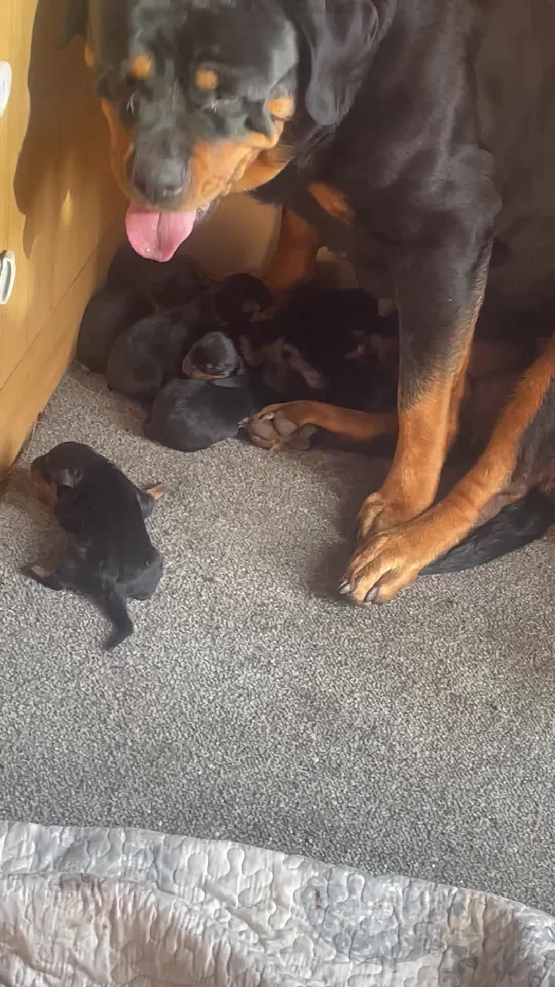 Rottweiler dogs for sale: German Rottweiler puppies  in Preston - Video 1
