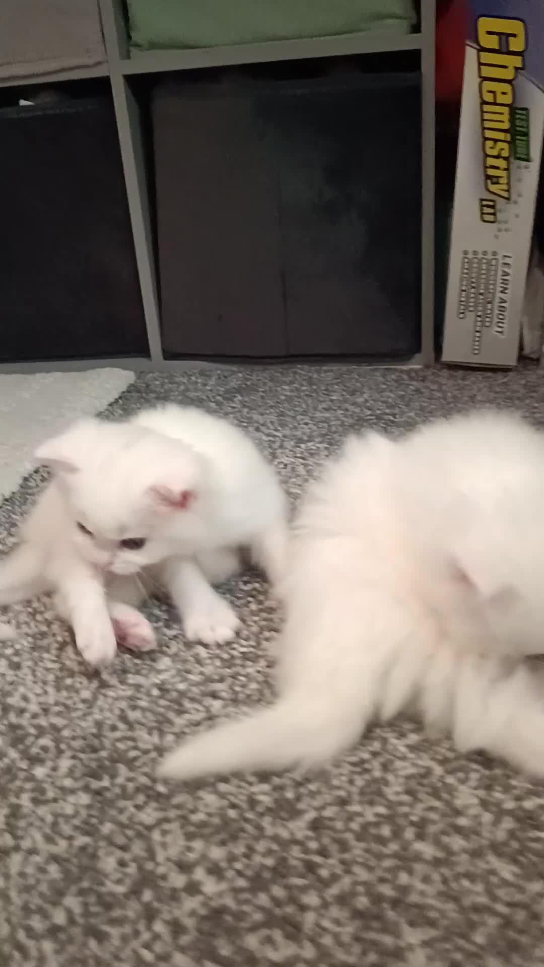 Maine Coon cats for sale: Stunning White Maine Coon kittens  in Liverpool - Video 3