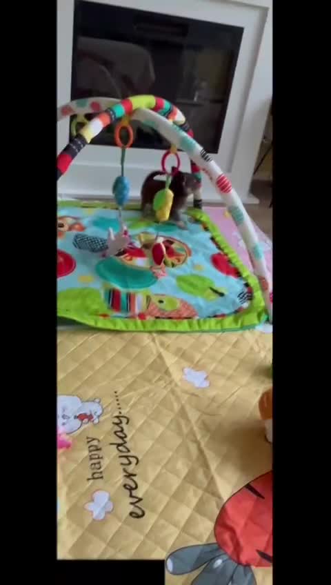 Chihuahua dogs for sale: Gorgeous chocolate Russian lines boy - Video 2