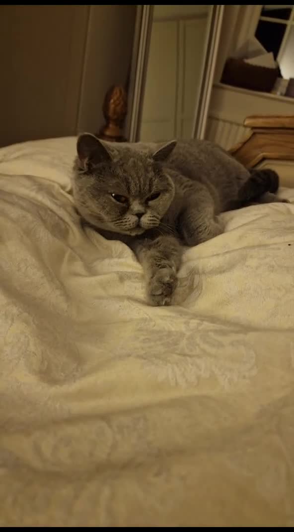 British Shorthair cats for sale: 4.5 year old female pure bred British blue - Video 3