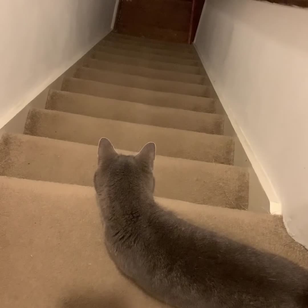 British Shorthair cats for sale: Misty & Bella - Video 2