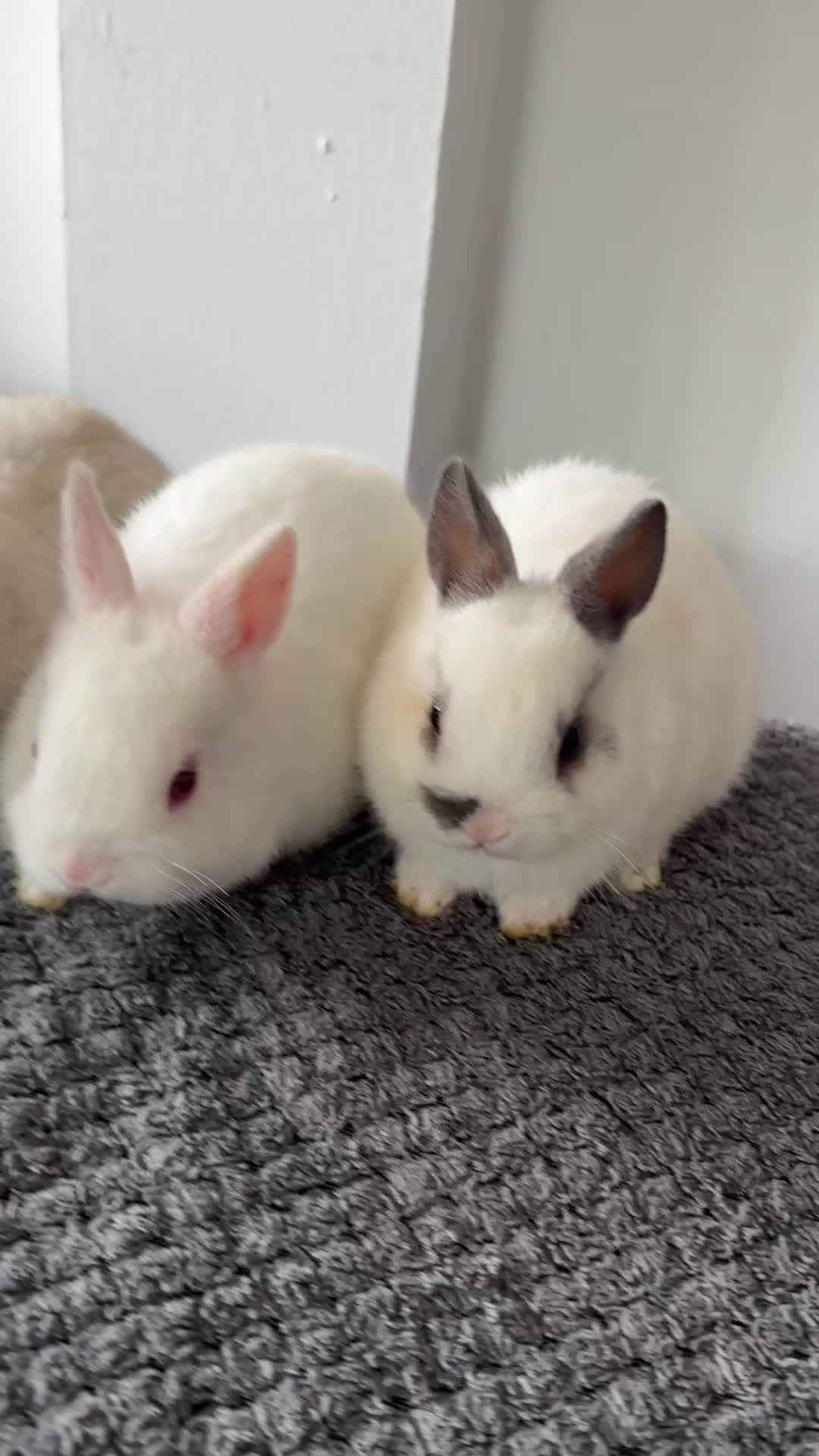 Netherland Dwarf rabbits for sale: Gorgeous Netherlands dwarf baby bunnies - Video 1
