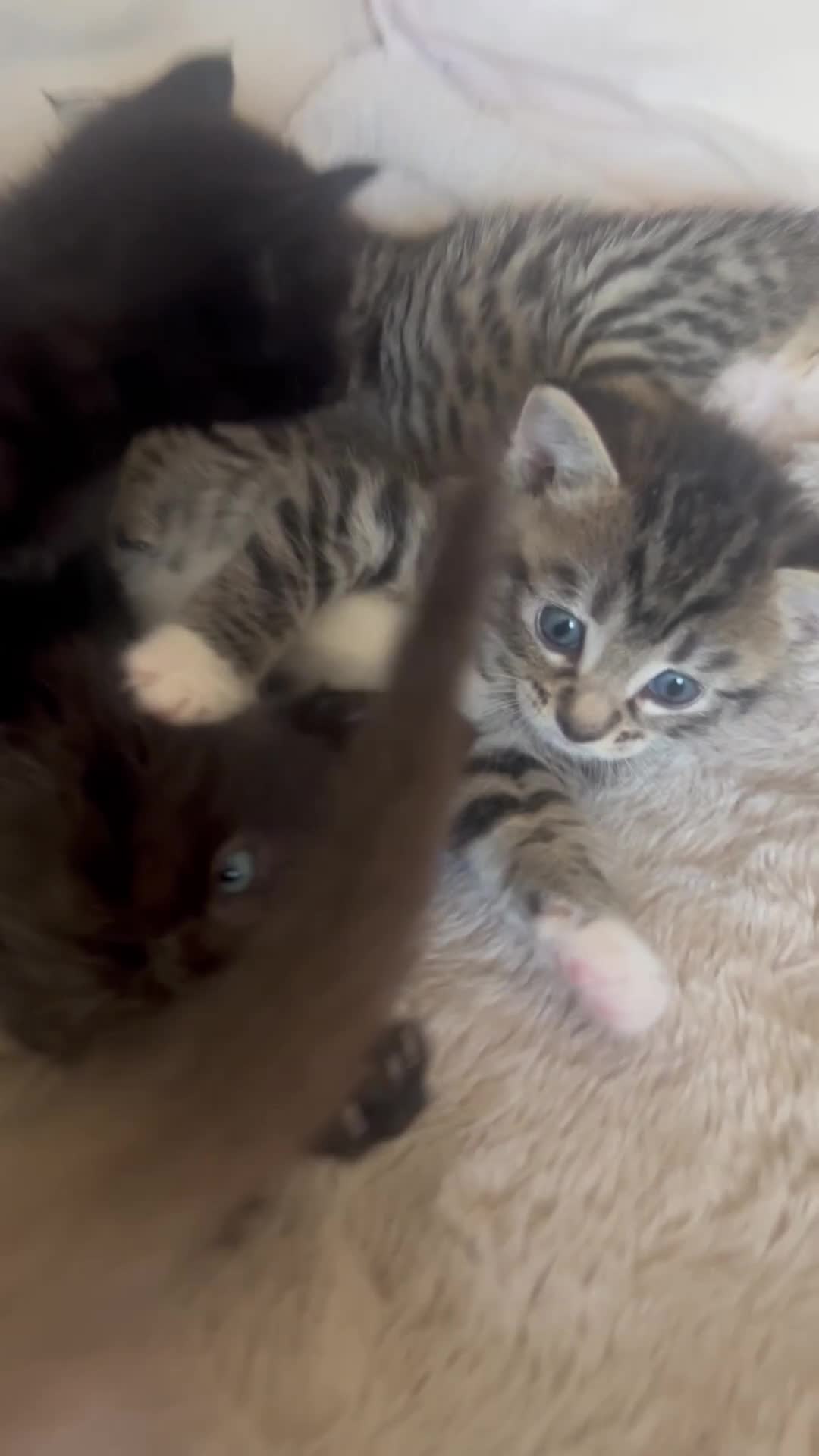 Mixed Breed cats for sale: Stunning Kittens for sale, super friendly - Video 1