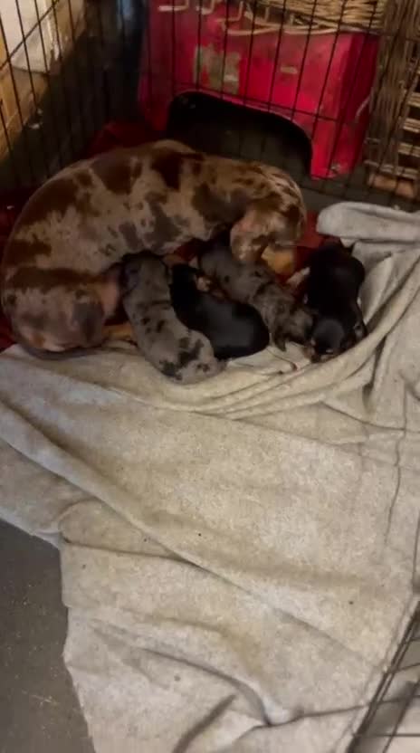 Dachshund dogs for sale: Beautiful miniature dashund  - Video 1