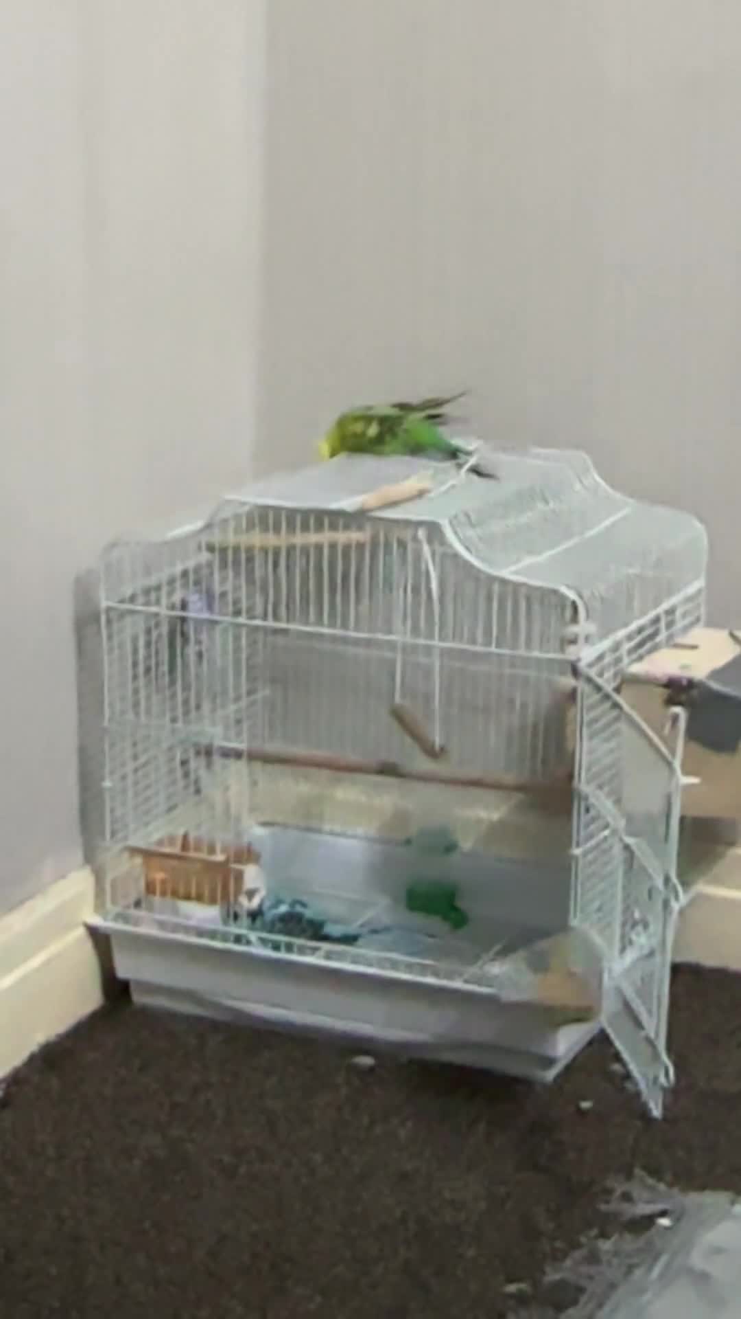 Budgerigars birds for sale: Budgies - Video 4