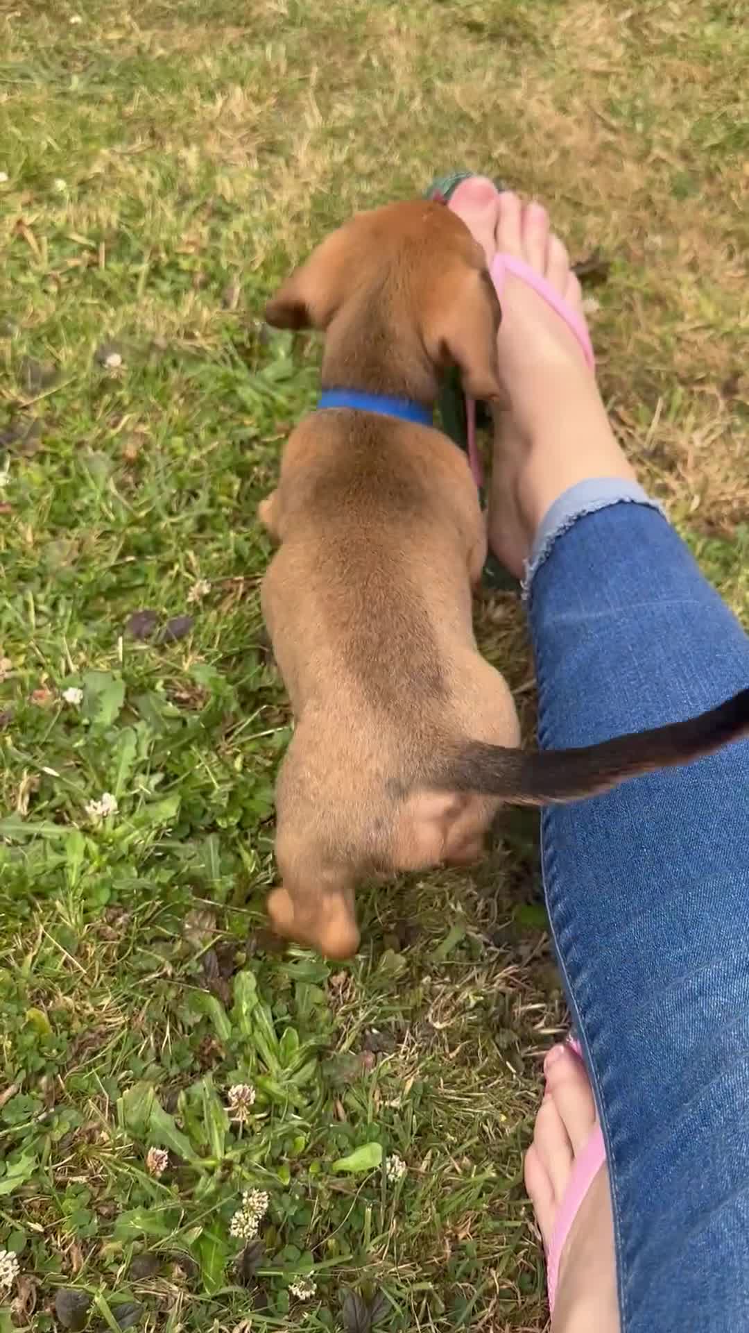 Dachshund dogs for sale: LAST Red Dapple Miniature Dachshund - Video 2