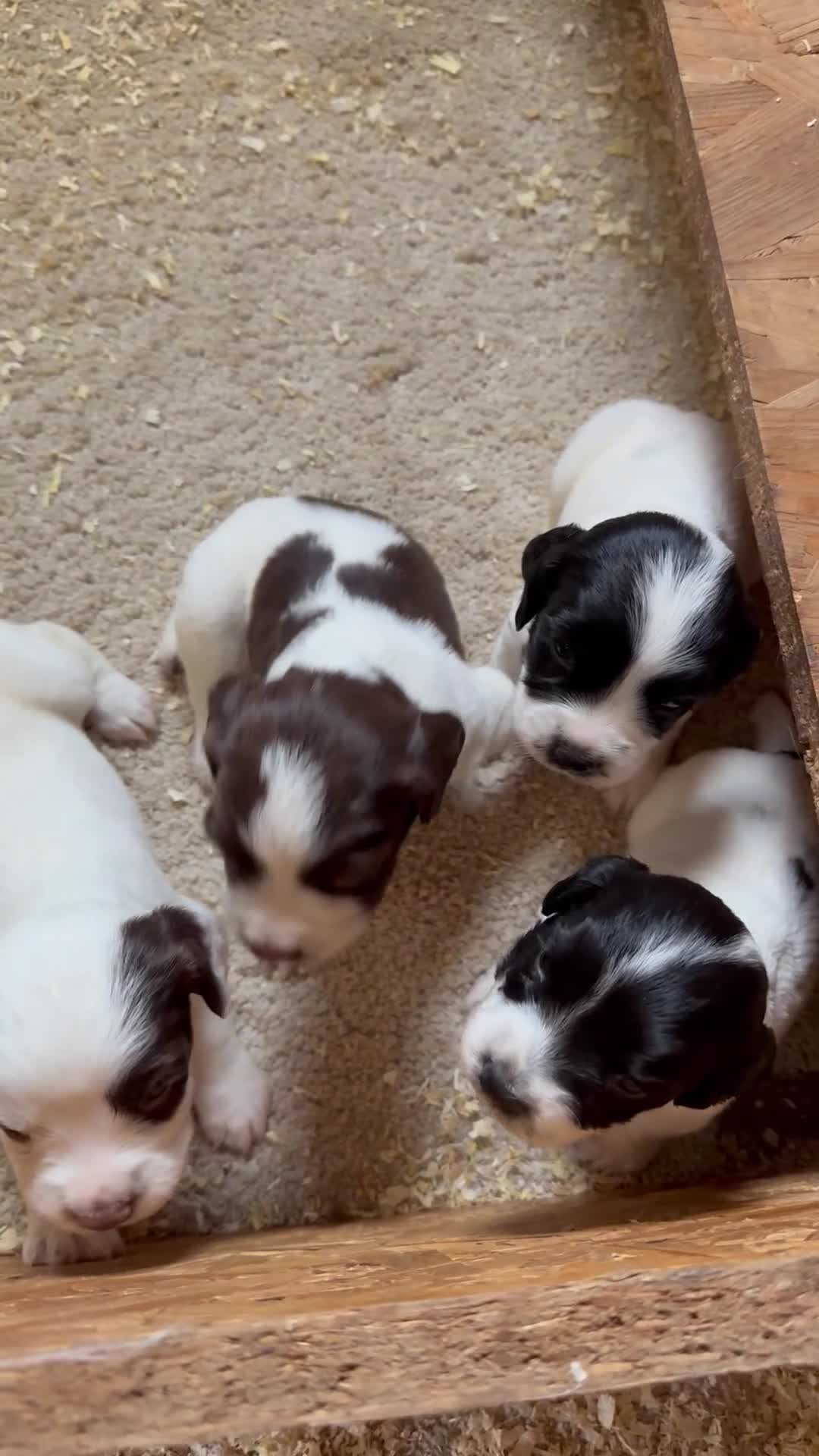 English Springer Spaniel dogs for sale: READY NOW 🏡 KCREGESS WORKING/PET PUPS 🐶❤️ - Video 2