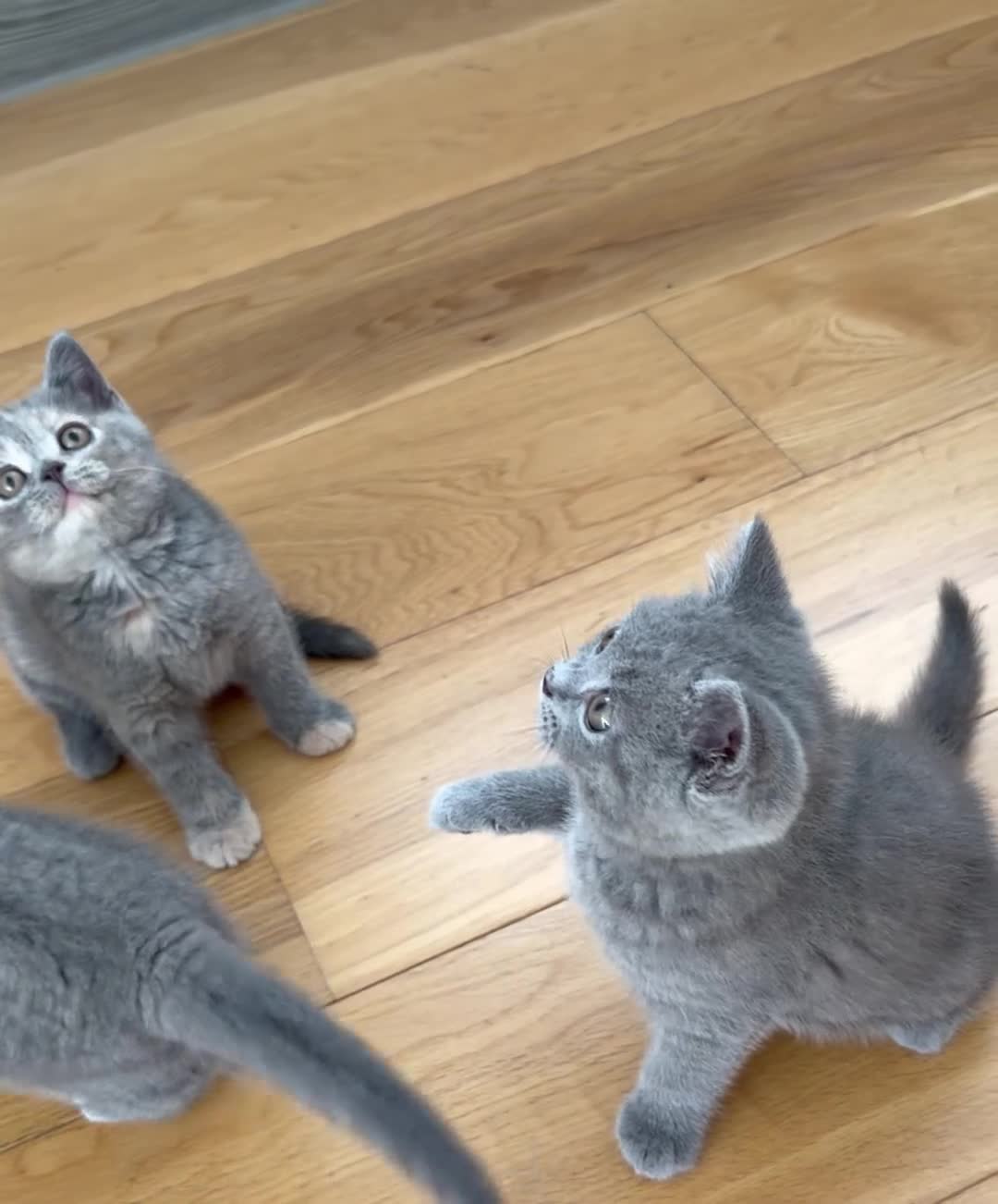 British Shorthair cats for sale: British Shorthair Kittens – Ready Now 🐾 - Video 1