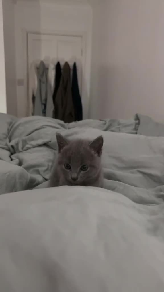 Russian Blue cats for sale: Beautiful pedigree boy - Video 4
