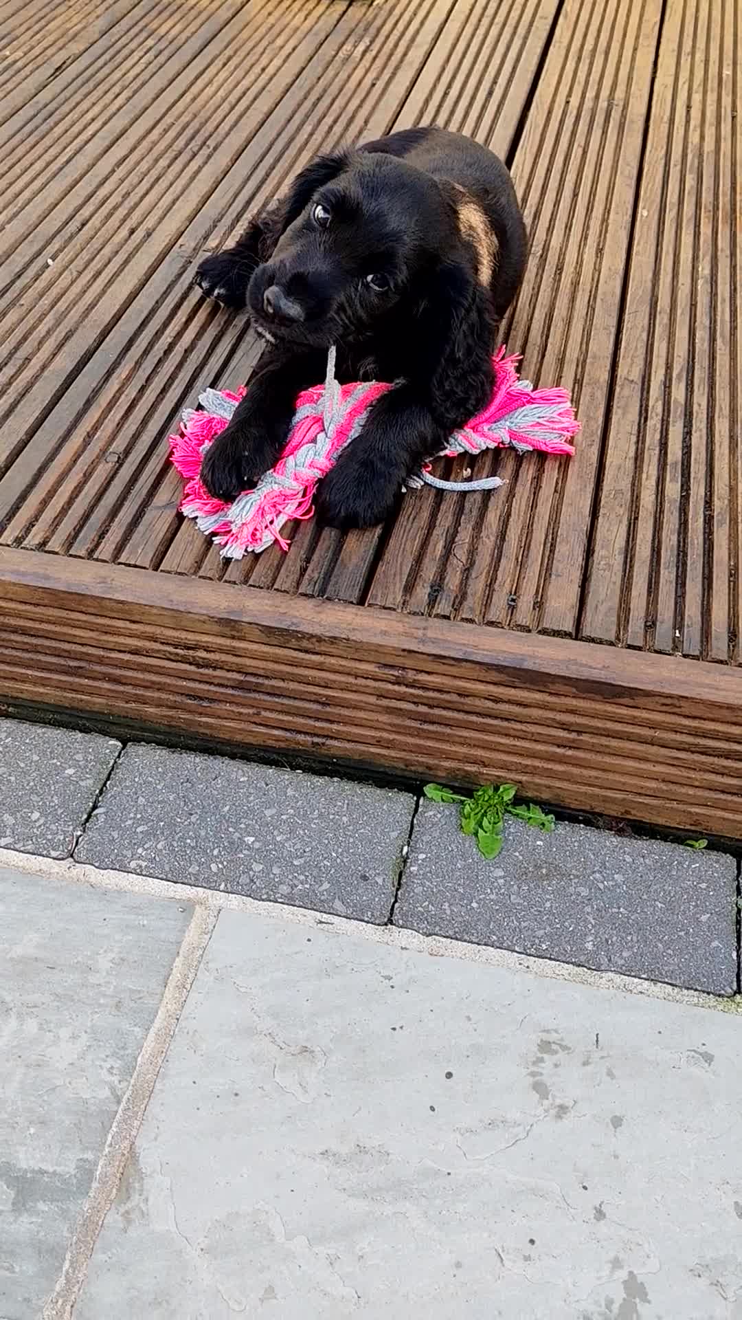 Cocker Spaniel dogs for sale: Cocker Spaniel Puppies For Sale - Video 1