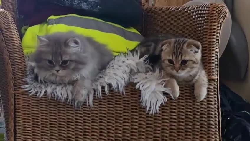 Scottish Fold cats for sale: Scottish fold female - Video 1