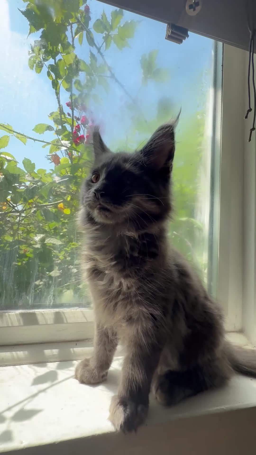 Maine Coon cats for sale: TICA Maine Coon Kittens 𝕽𝖊𝖆𝖉𝖞 𝖙𝖔 𝖑𝖊𝖆𝖛𝖊 - Video 1