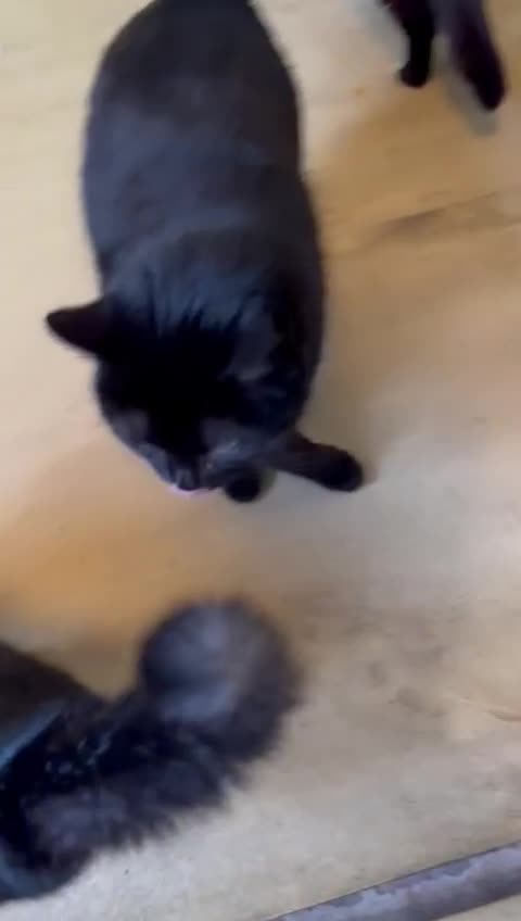 Mixed Breed cats for adoption: 🐾MALINA, a superb young girl, for a Loving Home🐾 in London - Video 1