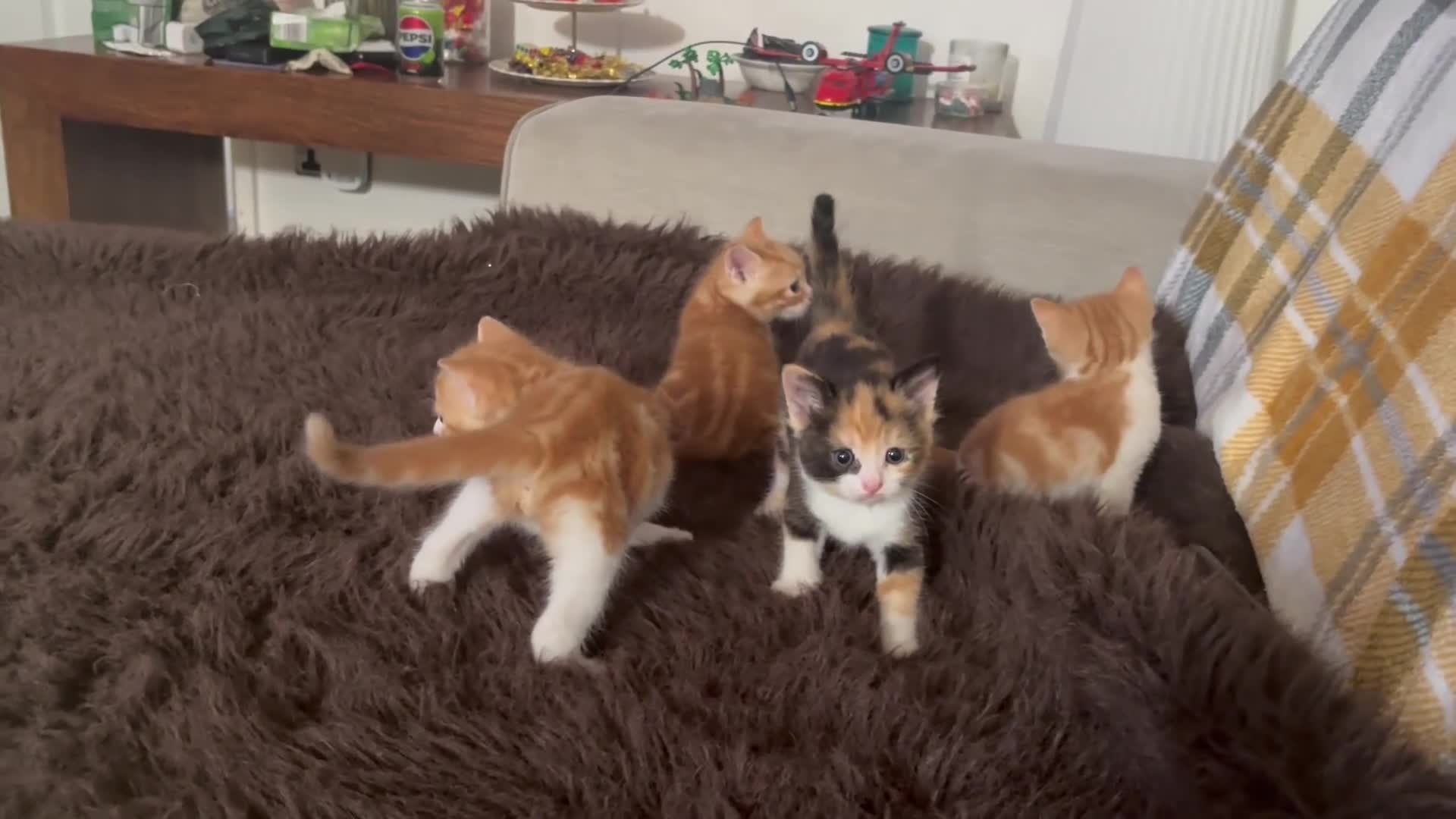 British Shorthair cats for sale: 3kittens white ginger - Video 2
