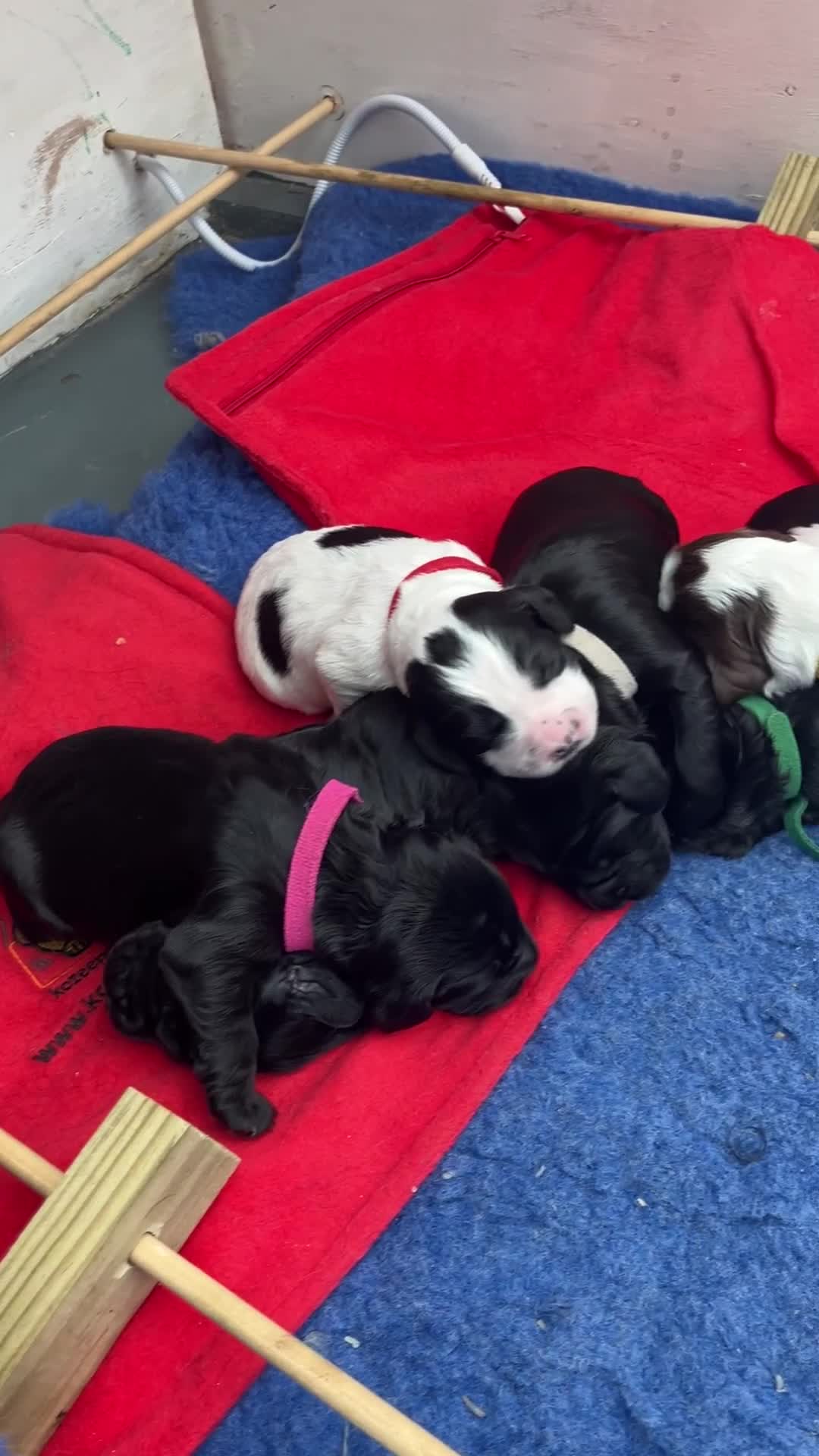 Sprocker dogs for sale: Last Sprocker Pup Remaining in Andover - Video 1
