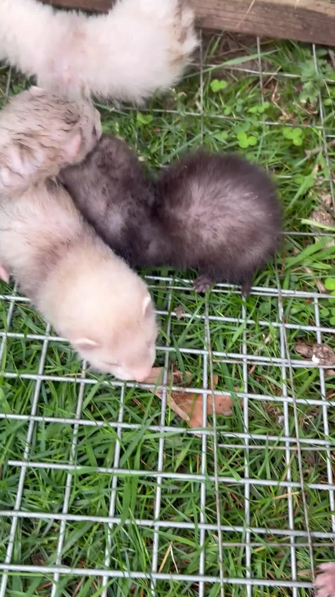 Ferret rodents for sale: Baby ferrets for sale £30 - Video 1