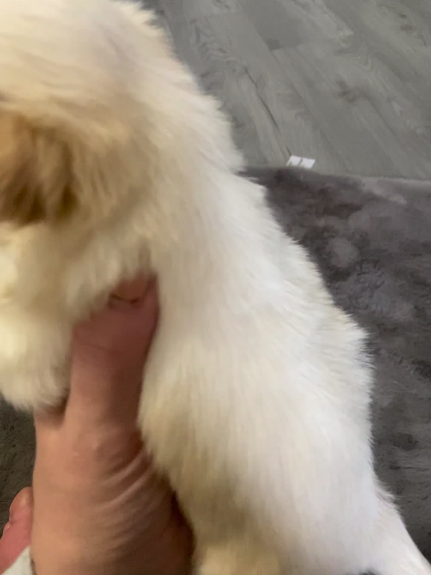 Chihuahua dogs for sale: ❌❌❌ Beautiful Chihuahua Pupppies ❌❌❌ - Video 2