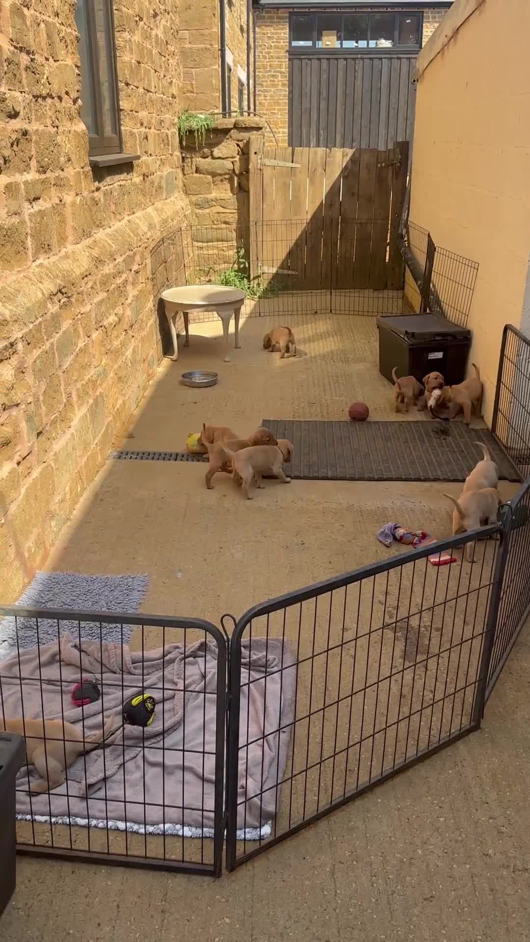 Labrador Retriever dogs for sale: KC Fox Red Labrador puppies  - Video 1