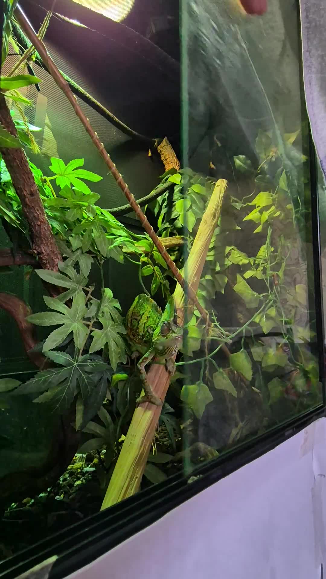 Chameleon reptiles for sale: 4yr Male Veiled Chameleon - Video 1